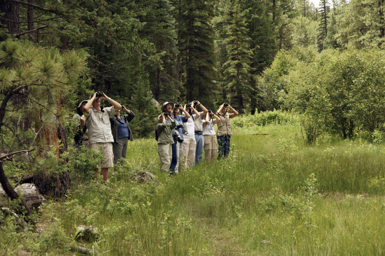 Travel Trip Arizona Birding